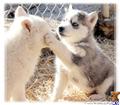 wolf dog puppy posted by Wolf Husky Pups
